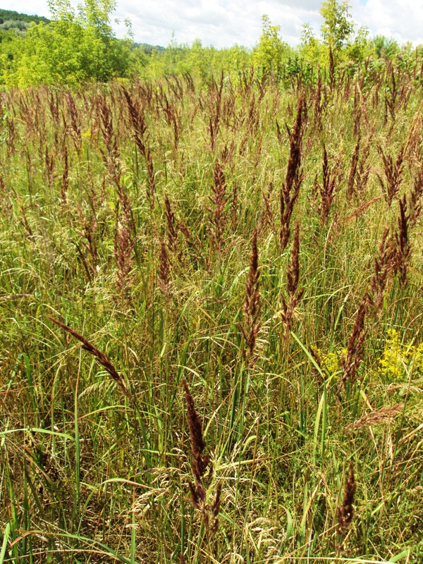 Изображение особи Calamagrostis epigeios.