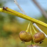 Flueggea suffruticosa. Часть побега с плодами. Приморский край, Уссурийский гор. округ, окр. с. Монакино, луг на небольшой сопке. 23.09.2014.