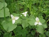 Trillium camschatcense