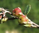 Chamaedaphne calyculata