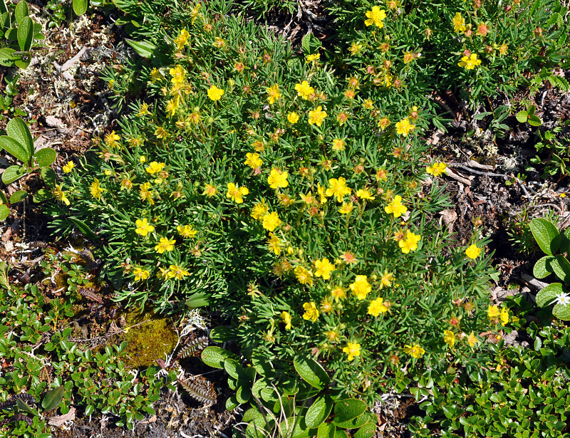 Изображение особи Potentilla biflora.