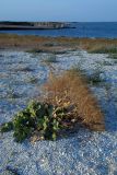 Crambe maritima. Плодоносящее растение. Украина, Запорожская обл., Бердянск, Бердянская коса, зарастающий пляж. 10.08.2006.