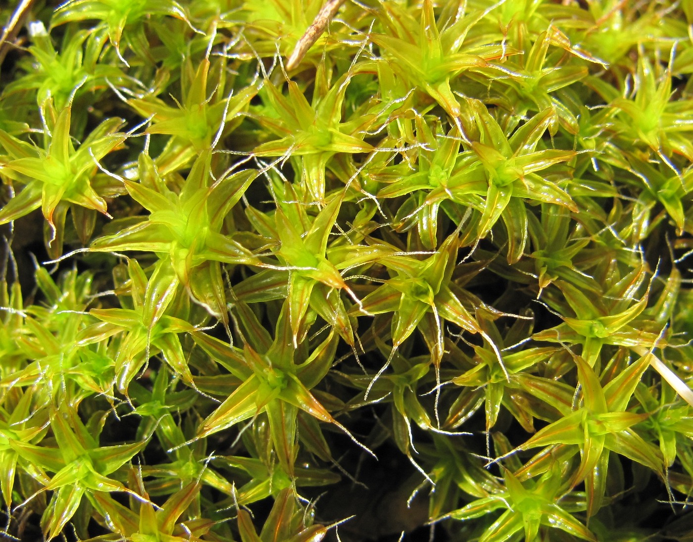 Image of Syntrichia ruralis specimen.