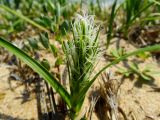 Carex kobomugi