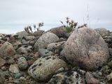 Oxytropis sordida