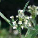 Capsella bursa-pastoris