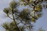 Pinus pinaster. Часть ветви с шишками. Греция, Пелопоннес, окр. г. Пиргос, муниципальный парк. 01.04.2015.