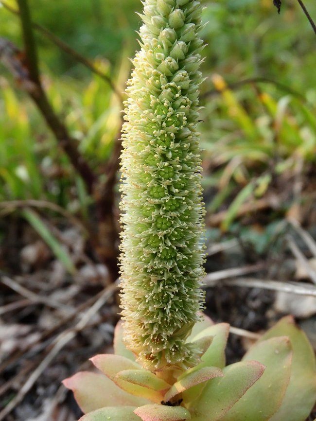 Изображение особи Orostachys malacophylla.