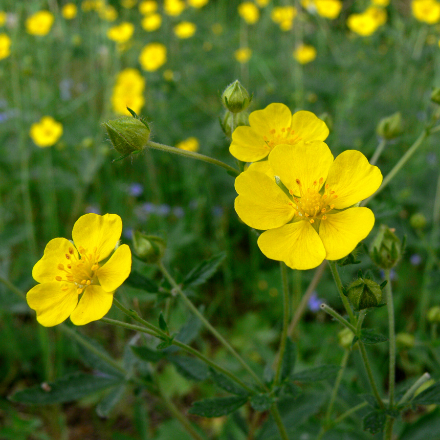 Изображение особи Potentilla goldbachii.