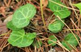 Pyrola renifolia