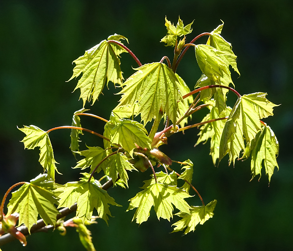 Изображение особи Acer platanoides.