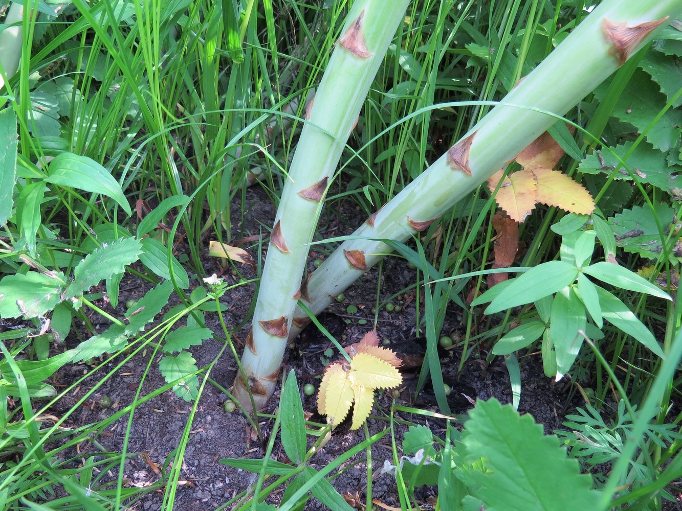 Image of Asparagus officinalis specimen.