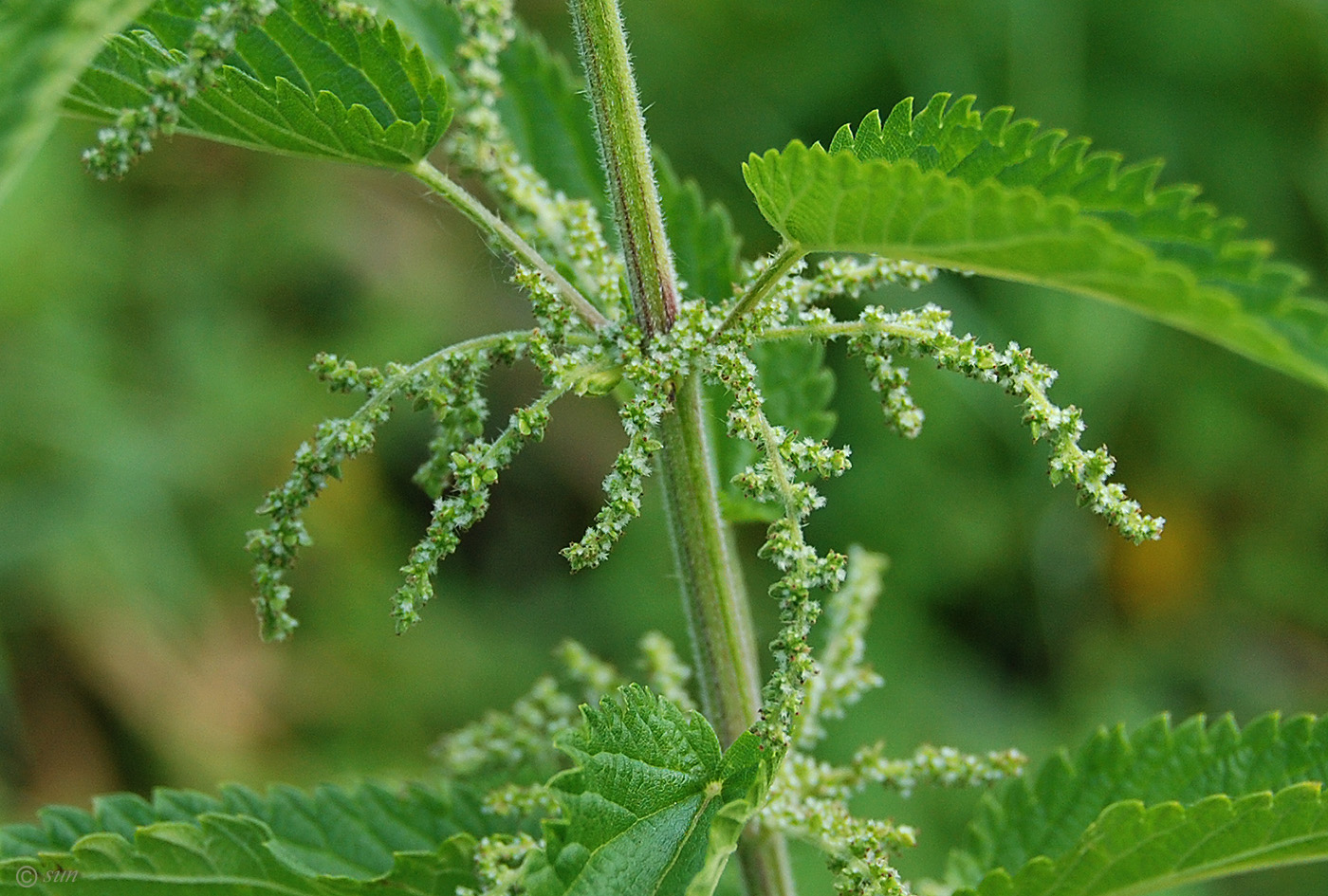 Изображение особи Urtica dioica.