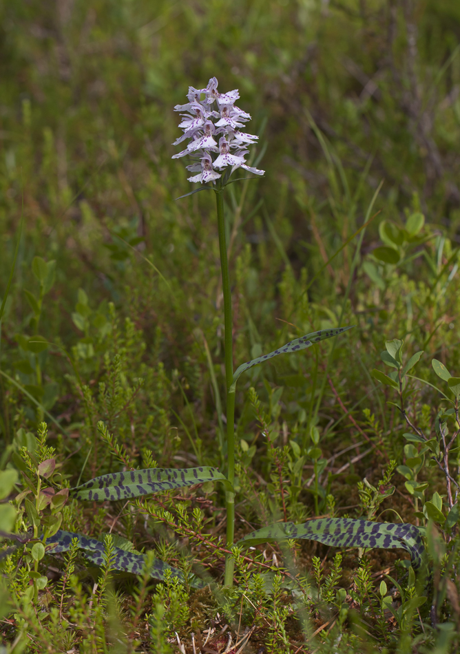 Изображение особи Dactylorhiza maculata.