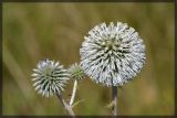 Echinops sphaerocephalus. Соцветия. Республика Татарстан, Муслюмовский р-н, склон долины р. Ик. 02.08.2006.