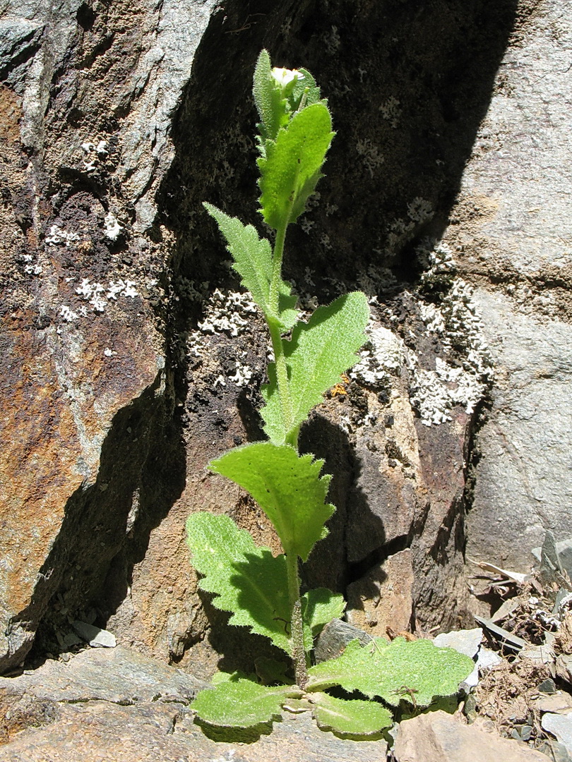 Изображение особи Arabis montbretiana.