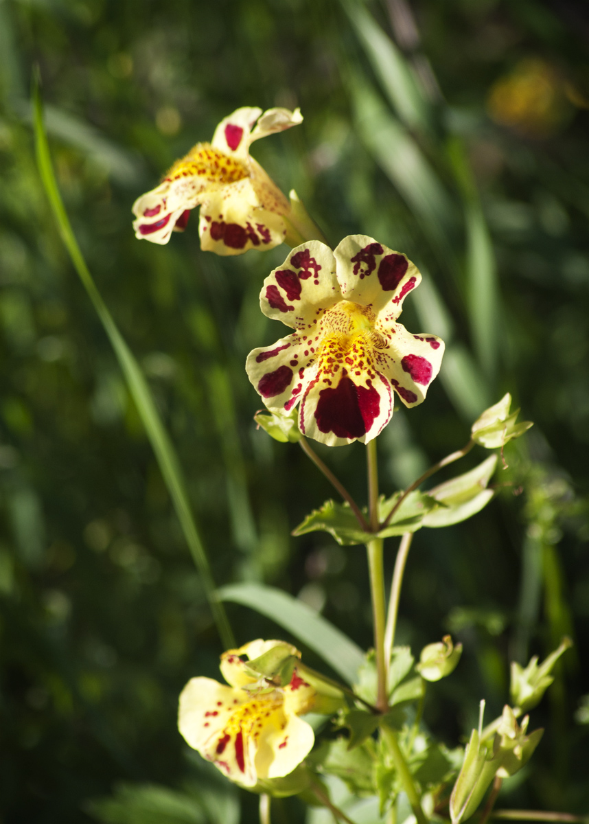 Изображение особи Mimulus guttatus.