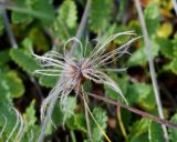 Dryas punctata. Плод. Камчатский край, между ст. \"Подкова\" и Ключевской группой вулканов, горная тундра. 24.08.2016.