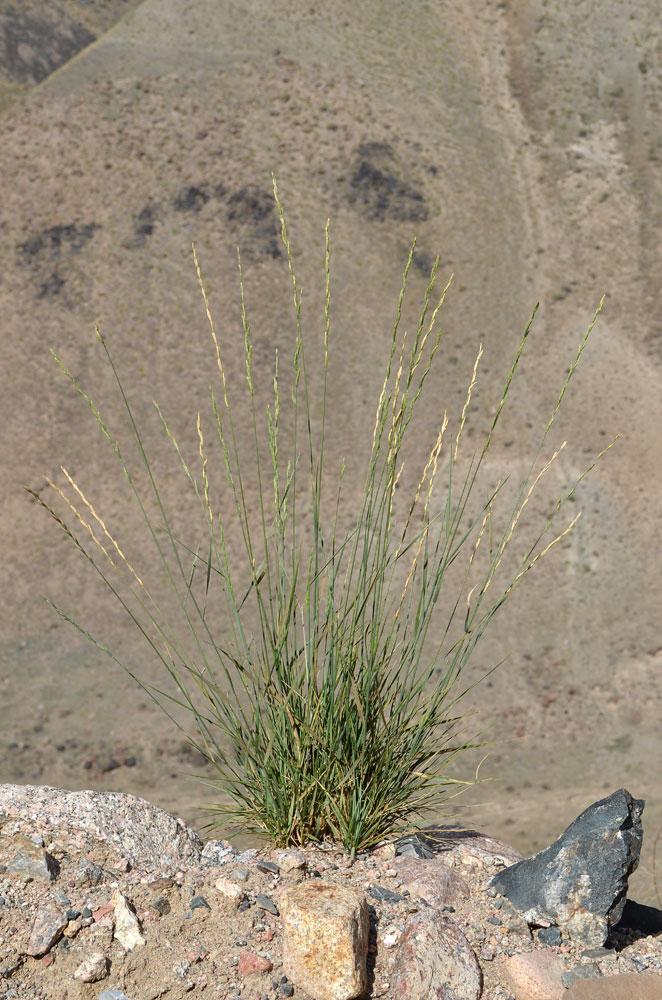 Изображение особи Elytrigia cognata.