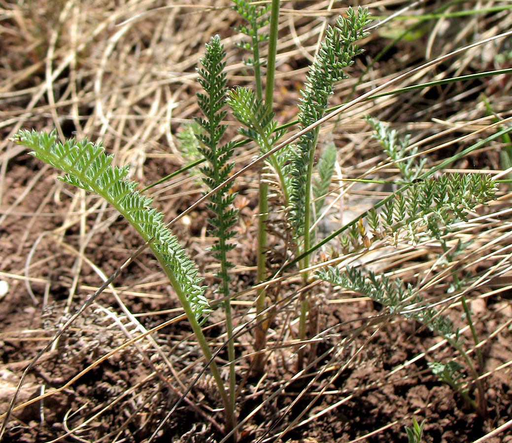 Изображение особи Tanacetum sclerophyllum.