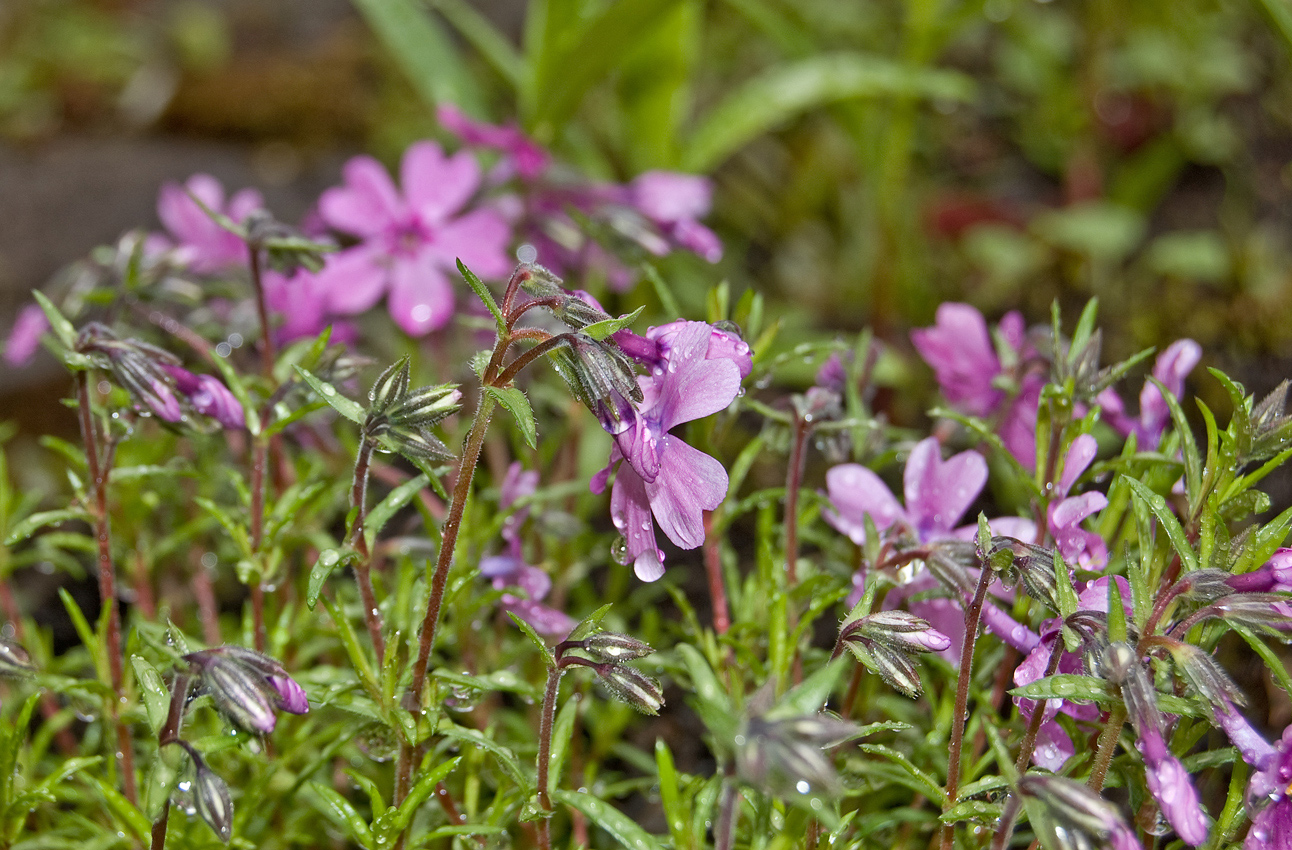 Изображение особи Phlox subulata.