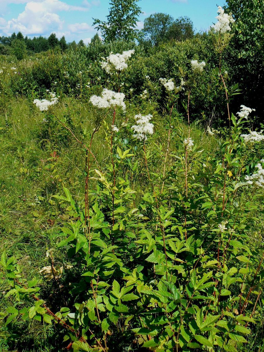 Изображение особи Filipendula ulmaria.