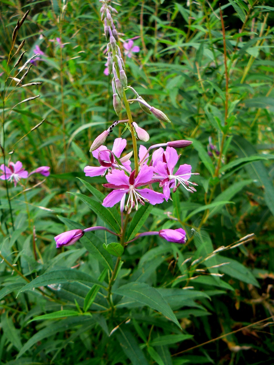 Изображение особи Chamaenerion angustifolium.