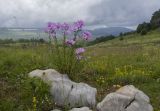 Linum hypericifolium