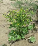 Ranunculus sceleratus