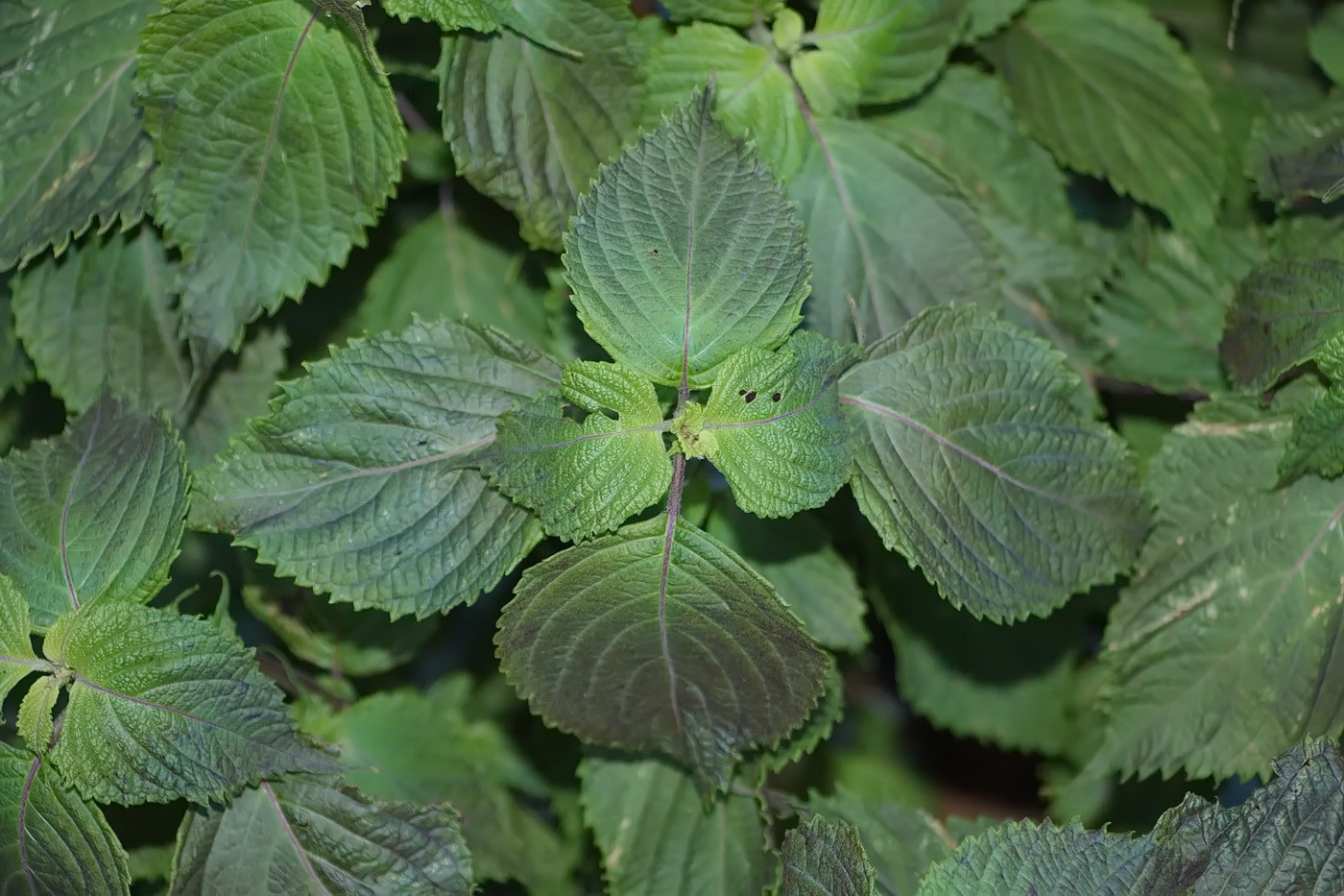 Изображение особи Perilla nankinensis.