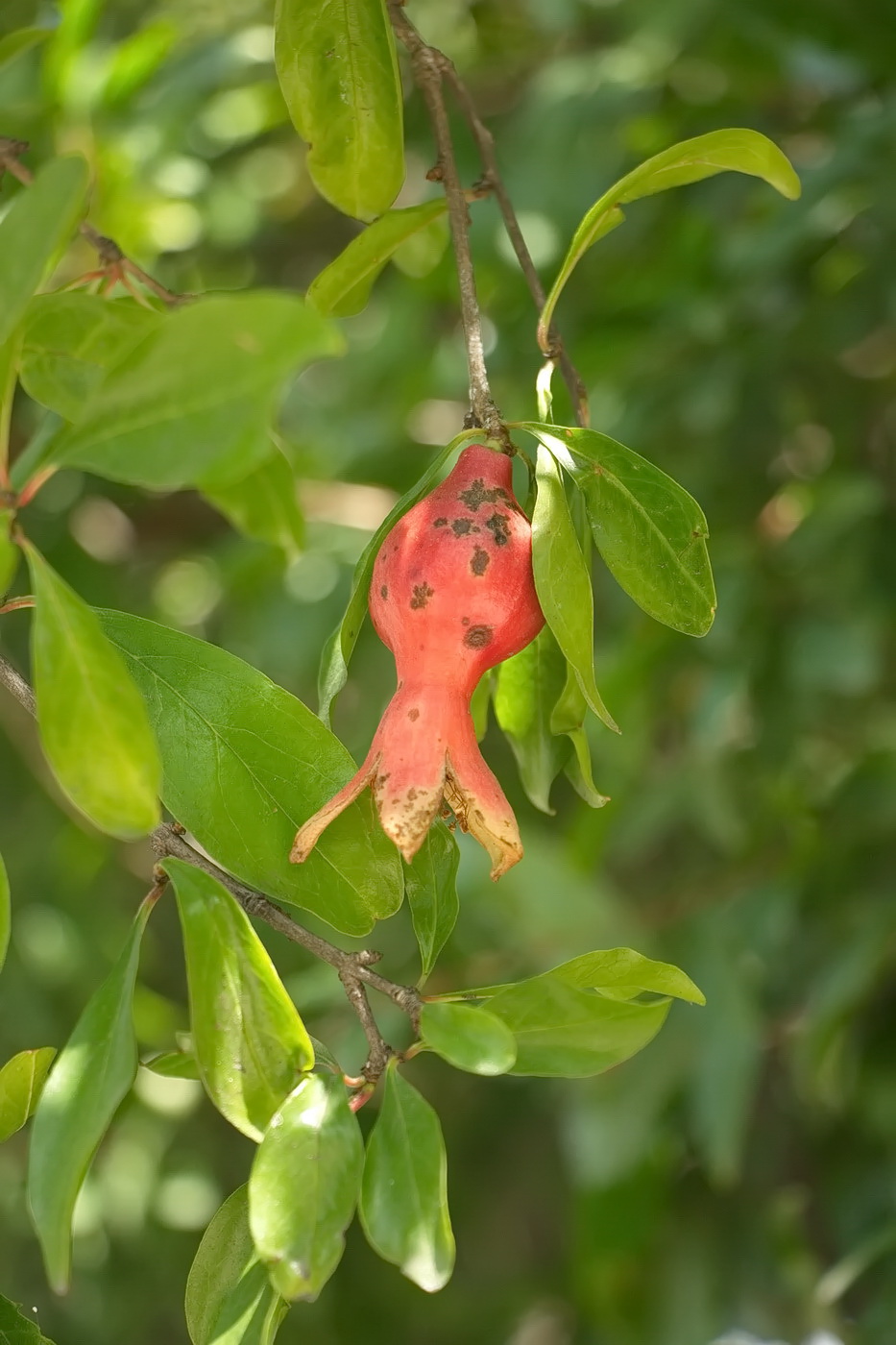 Изображение особи Punica granatum.