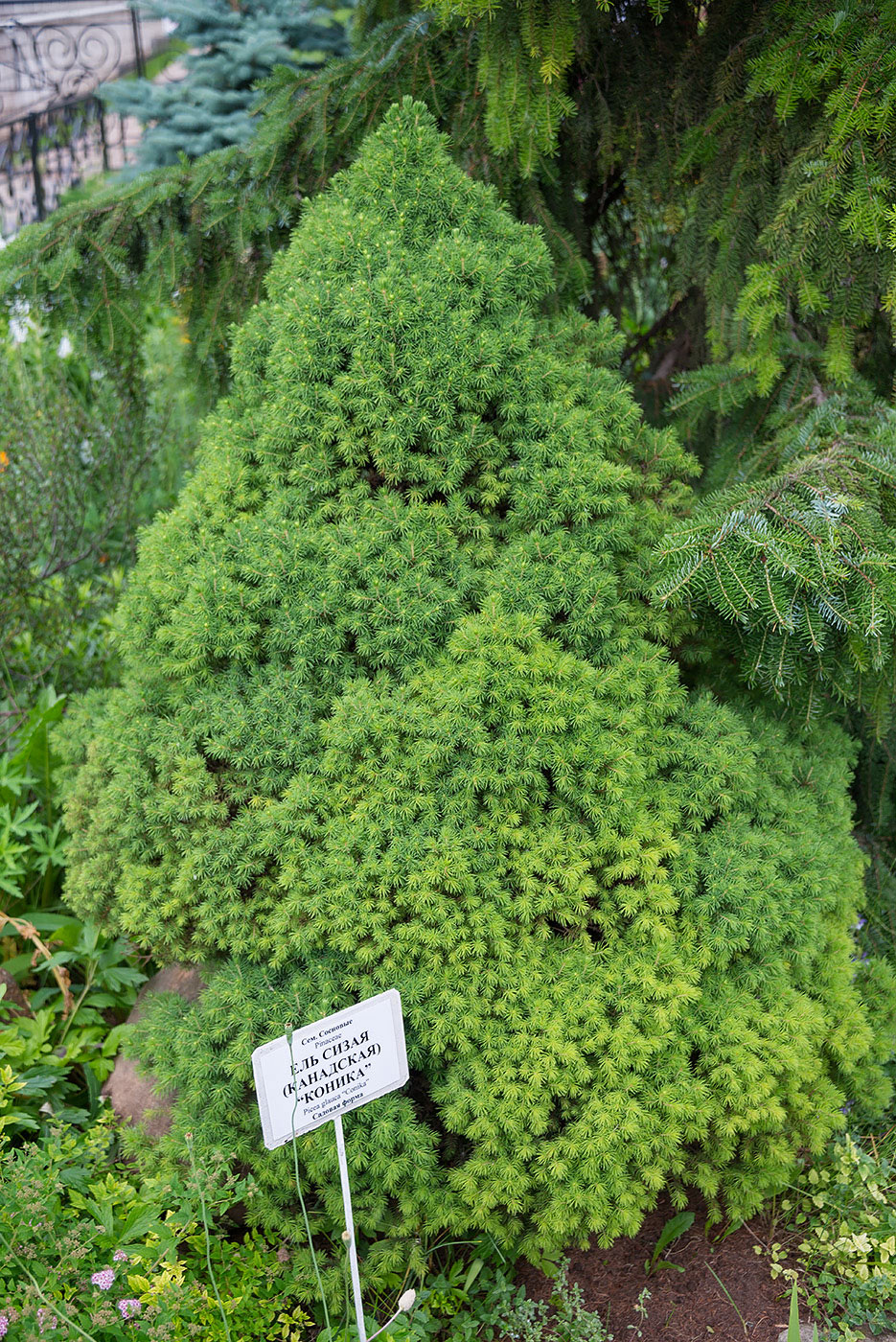 Изображение особи Picea glauca.