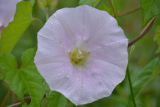 Calystegia spectabilis. Цветок. Кировская обл., окр. г. Кирово-Чепецк, обочина грунтовой дороги. 02.08.2019.