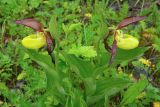 Cypripedium calceolus