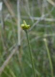 Ranunculus bullatus. Верхушка побега с распадающимся сложным плодом. Турция, пров. Анталья, р-н Каш, окр. пос. Кынык, Ксанф. 30.12.2019.