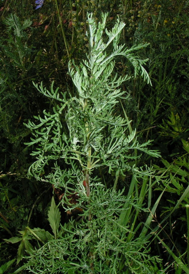 Изображение особи Artemisia macrantha.