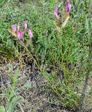 Astragalus macropus