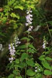 Campanula rapunculoides