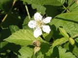 Rubus caesius