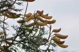 Caesalpinia gilliesii