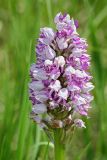 Orchis militaris. Соцветие. Республика Татарстан, Спасский р-н, ур. Ясачка. 08.06.2010.