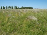 род Stipa