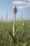 Orchis подвид stevenii