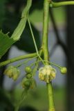 Tilia americana