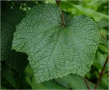 Vitis amurensis