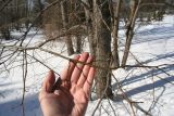 Tilia begoniifolia