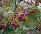 Malus × purpurea. Плоды и листья. Москва, ВДНХ, в культуре. 15.09.2022.