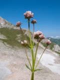 Valeriana alpestris. Верхушка расцветающего растения. Адыгея, Кавказский биосферный заповедник, северо-восточный склон горы Оштен, ≈ 2500 м н.у.м., каменистая осыпь. 18.07.2015.