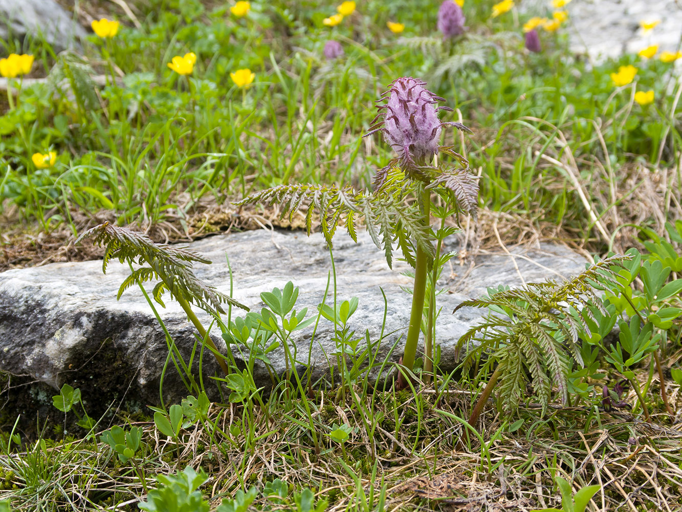 Изображение особи Pedicularis atropurpurea.