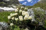 Rhododendron caucasicum